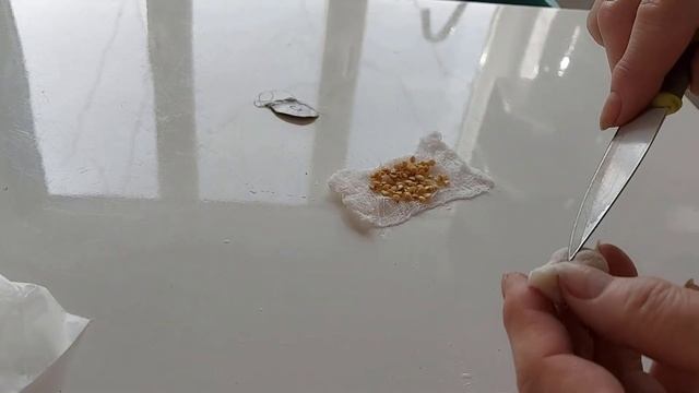 Правильно сею перцы на рассаду Отрезаю носики Опускаю в горячую воду Засыпаю кокосовым субстратом смотреть онлайн