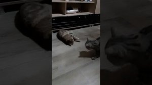 Вязка шотландской кошки