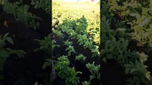 Окучивание картошки ,самодельным минитрактором и универсальным окучником.