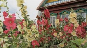 Любимые цветы на даче. МАЛЬВЫ