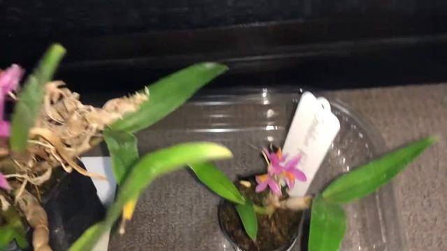 Dendrobium Hibiki смотреть онлайн