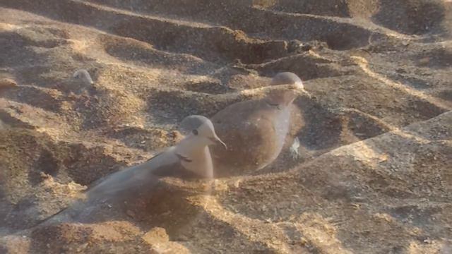Крым, Судак, весеннее море, птицы, проводы дня смотреть онлайн