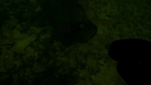 Черепахи уходят на зимовку!!!. 20.11.2023