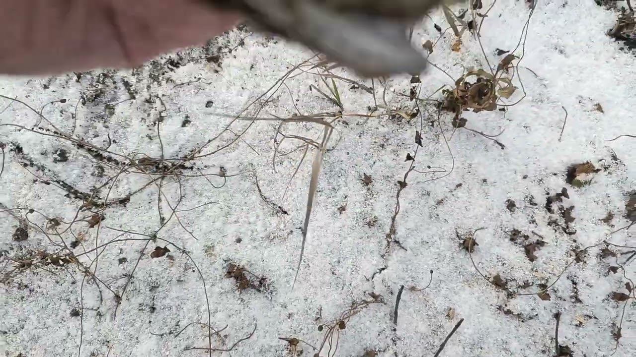 Ловля щеглов 23.10.2023. смотреть онлайн