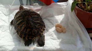 Красноухая черепаха отложила яйца