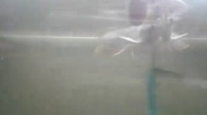 АРОВАНА - КОРМЛЕНИЕ СЕРЕБРЯНЫХ АРОВАН.