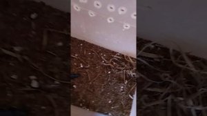 Жужелица: содержание