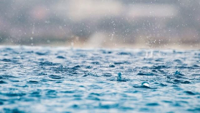 Bird's Nest Fern BROWN TIPS (and how to fix it!) смотреть онлайн