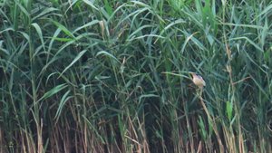 Выпь малая или волчок