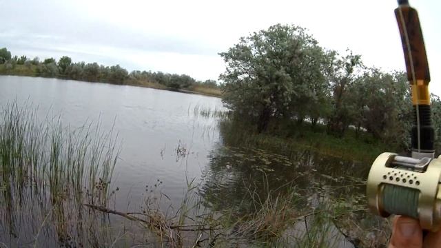 Змееголов Кыргызстана, Шорго смотреть онлайн