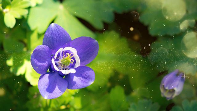 癒やしのオルゴール聖歌～心安らぐ清らかな音色～ 第19回「聖励の新歌」（Holy Songs Music Box Collection - New Song of Inspiration） смотреть онлайн