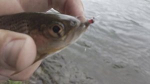 АНЮЙ РЫБАЛКА НА ПРИЖИМАХ