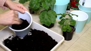 Пересадка купленных черенков пеларгонии. В какие вазоны и в какой грунт сажаю пеларгонию.