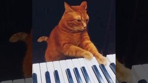 Кот-музыкант