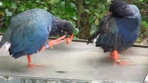 Takahe