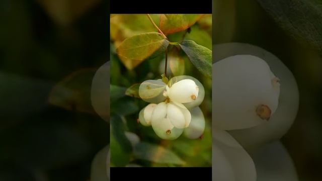 Lumimarja | Symphoricarpos albus @Finland