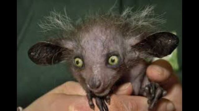 ТОП 5 СМЕШНЫХ ЖИВОТНЫХ😹🤣 смотреть онлайн