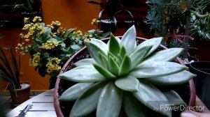 Identificando nossas plantas....ECHEVERIA AGAVOIDES