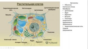 Урок №7 "Строение, состав и жизнедеятельность растительной клетки"