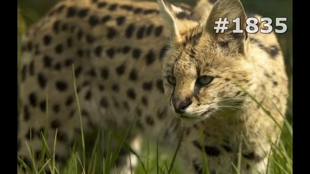 #1835. Сервалы (В мире животных) смотреть онлайн