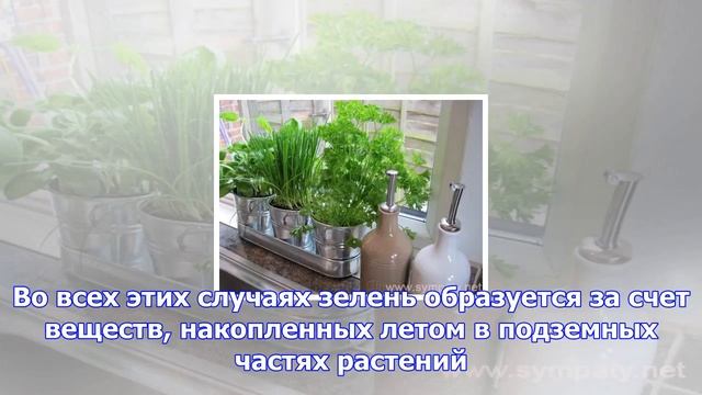 Какую зелень можно вырастить на подоконнике зимой?