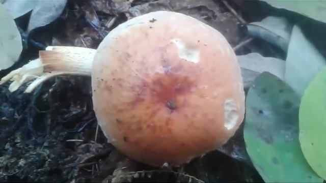 Chestnut Mushroom (Hypholoma lateritium) Crvenkasta panjevčica смотреть онлайн
