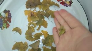 Чай из листьев Гинкго Билоба/Ginkgo Biloba Leaf Tea