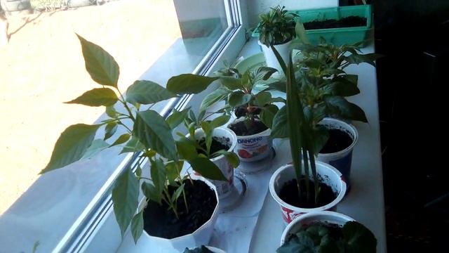 КАК ВЫРАСТИТЬ ПАЛЬМУ ИЗ КОСТОЧКИ ФИНИКА смотреть онлайн