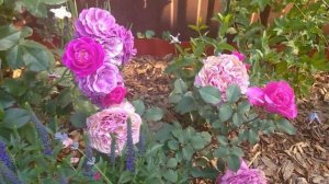 ЭТО ЛУЧШИЕ КОМПАНЬОНЫ ДЛЯ РОЗ (СОРТА ПОДПИСАНЫ)????