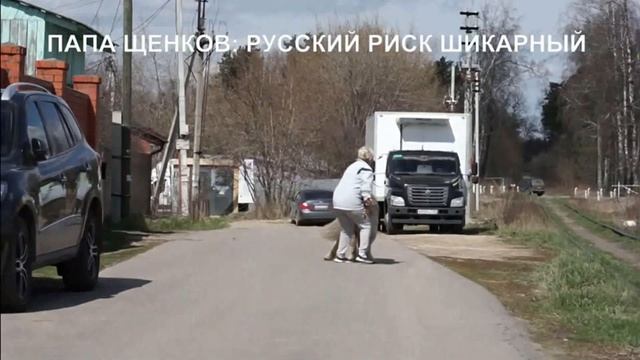 Щенки кавказская овчарка 40 дней, их папа, дедушка. www.r-risk.ru +79262205603 Татьяна Ягодкина смотреть онлайн