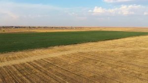 Посмотрите как растёт наш лук Штутгартер Ризен