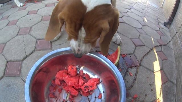 Арбуз для гончих Кормление 18.09.2021 Крымск смотреть онлайн