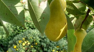 Доггах Локхш илли ду хьо ма ву. Чеченские песни, 2024.