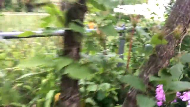 Live from Keeler Gardens: Working with Vines смотреть онлайн