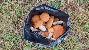 Места произрастания подосиновых грибов. Съедобные грибы. Тихая охота.