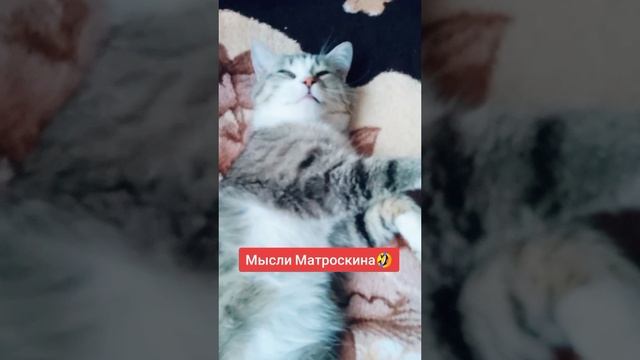 Мой пухляш ?
⠀
#люблюкошек #AlinaKlyukva #кареглазаяблондинка #мысликота #Матроскин #юмор #дождь