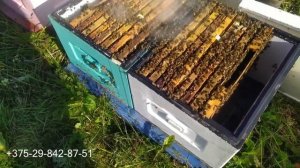 Боремся с клещом варроа или как мы обрабатываем пчел
