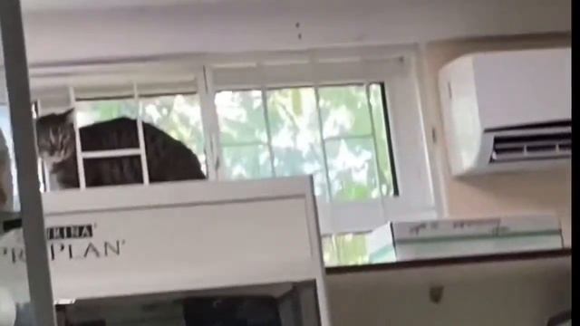 Кот по кличке Джеймсон на приёме у ветеринара?