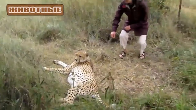 Гепард мурлыканье - Милые Большие кошки. Видео Подборка
