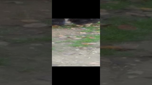 Двухмесячный молодняк
