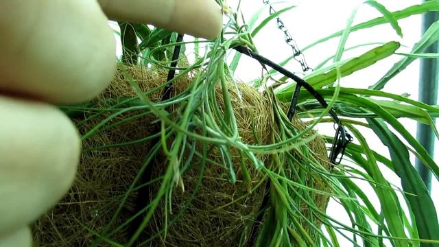 My Tillandsia 'Kimberly' (Usneoides x Recurvata) Spanish Moss Air Plant in Bloom смотреть онлайн