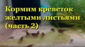 Кормим креветок желтыми листьями деревьев и крапивы - мои эксперименты (Часть 2)