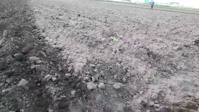 Боронование картофеля после посадки.