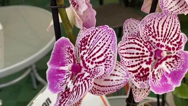 Поступление орхидей в Оби. Виолет Квин, Рембрандт, Алабастер, Синголо, Мауди, Ванды .. смотреть онлайн