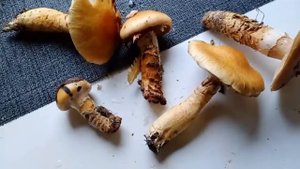 Съедобный гриб в октябре#паутинник триумфальный