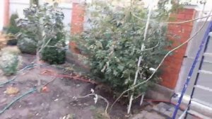 Обрываю листья у плетистых роз Дороти Перкинс и Фрагецайхен