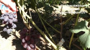 Виноград ВС 1-12 или Емеля- участок Пузенко Натальи Лариасовны