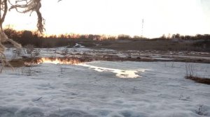 Работа подсадной утки "Серебрянка"