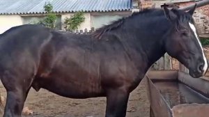 Жеребцы тяжеловозы породы першерон на продажу