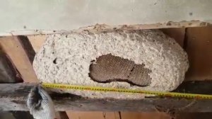 Осиное гнездо 60х35 см на даче под потолком.